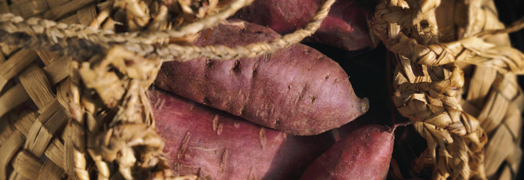 Kūmara harvest