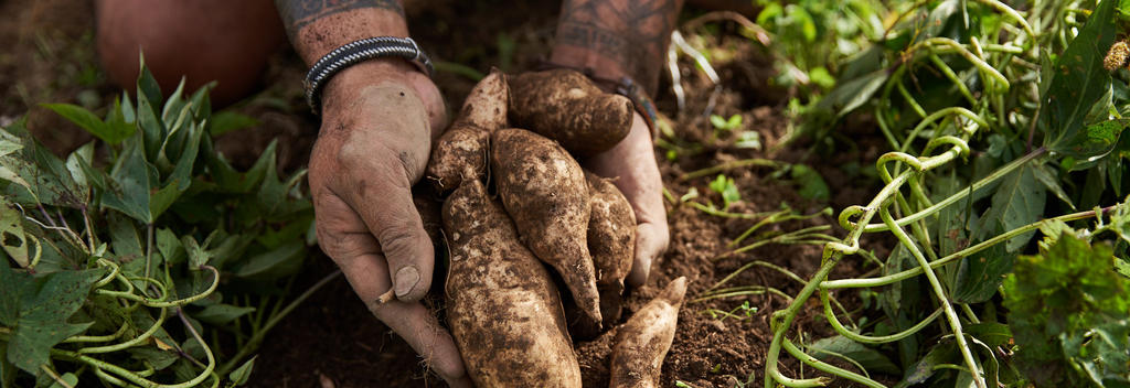 Gathering the kūmara of the harvest